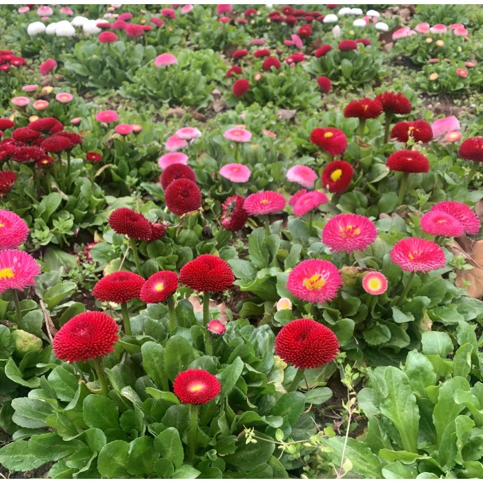 Парички Двойни Помпони Микс Bellis perennis