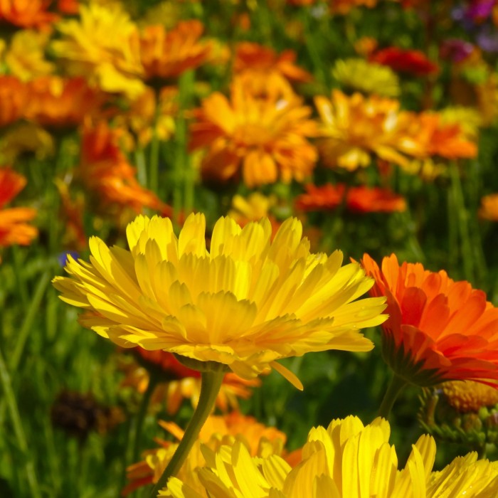 Невен Двоен Микс Calendula officinalis