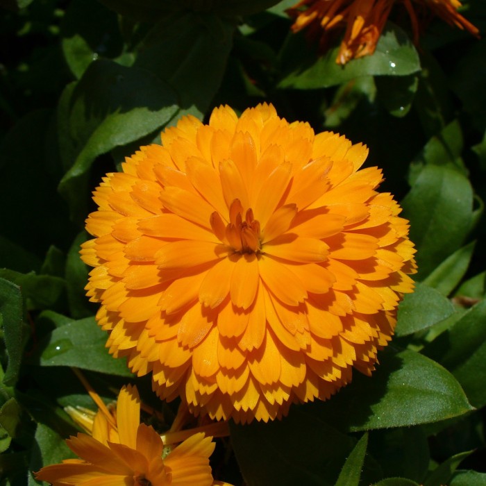 Невен Двоен Микс Calendula officinalis