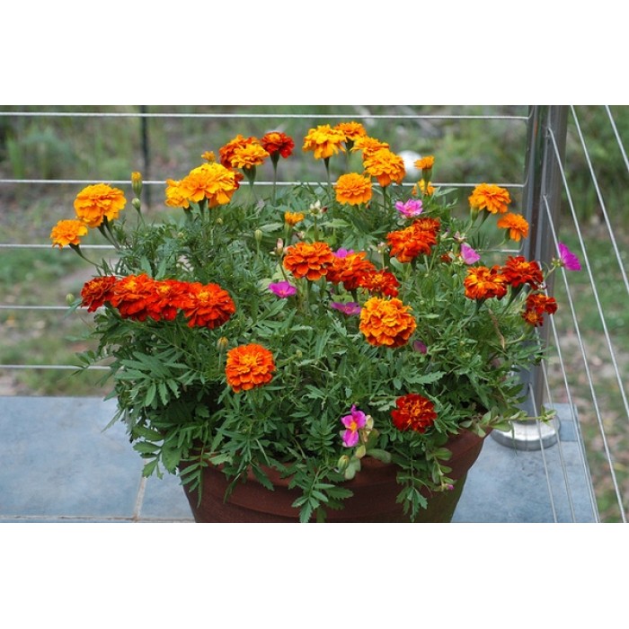 Тагетес Френски Джудже Микс Tagetes patula-erecta