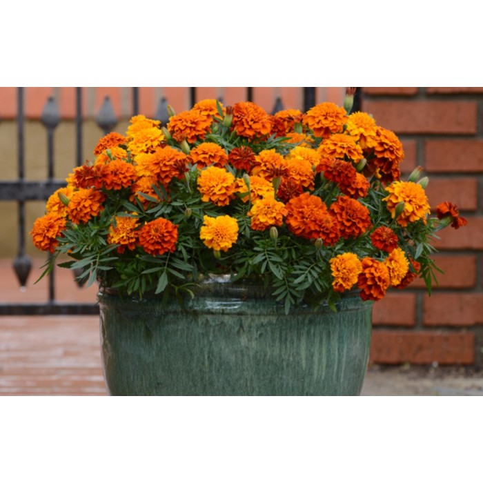 Тагетес Френски Джудже Микс Tagetes patula-erecta