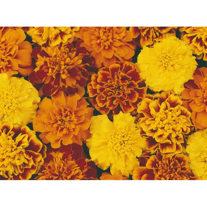 Тагетес Френски Джудже Микс Tagetes patula-erecta