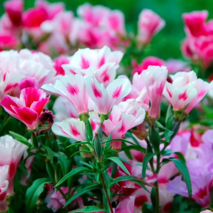 Годеция Микс Godetia grandiflora