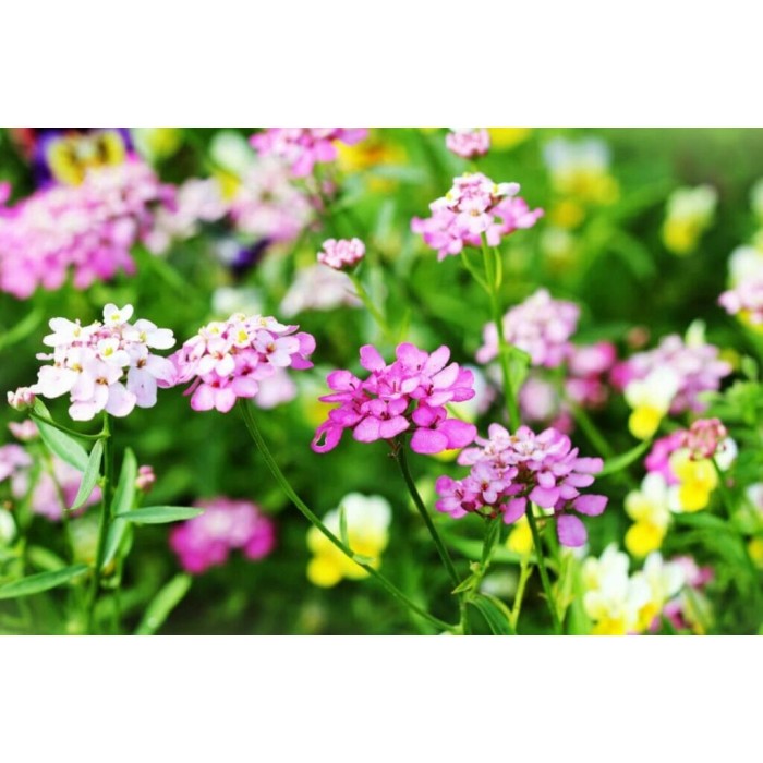 Иберис Микс Iberis umbellata