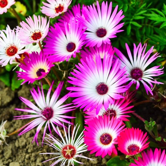 Месембриантемум Mesembryanthemum criniflorum