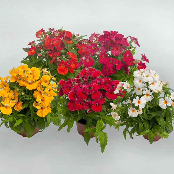 Немезия Nemesia strumosa