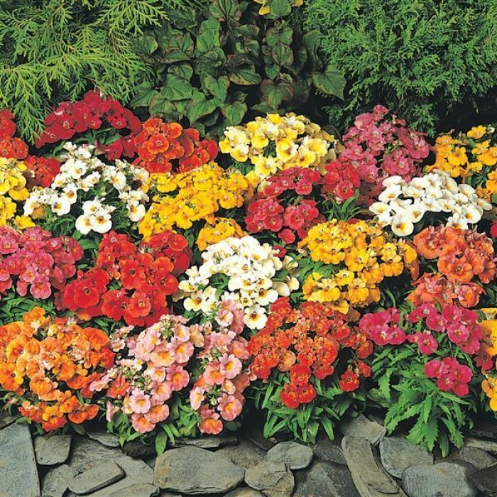 Немезия Nemesia strumosa
