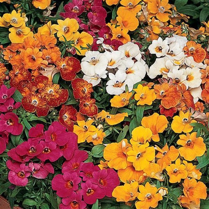 Немезия Nemesia strumosa