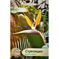 Стрелиция Strelizia reginae