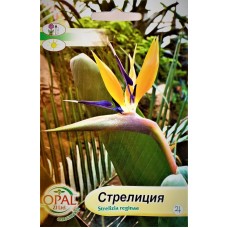 Стрелиция Strelizia reginae