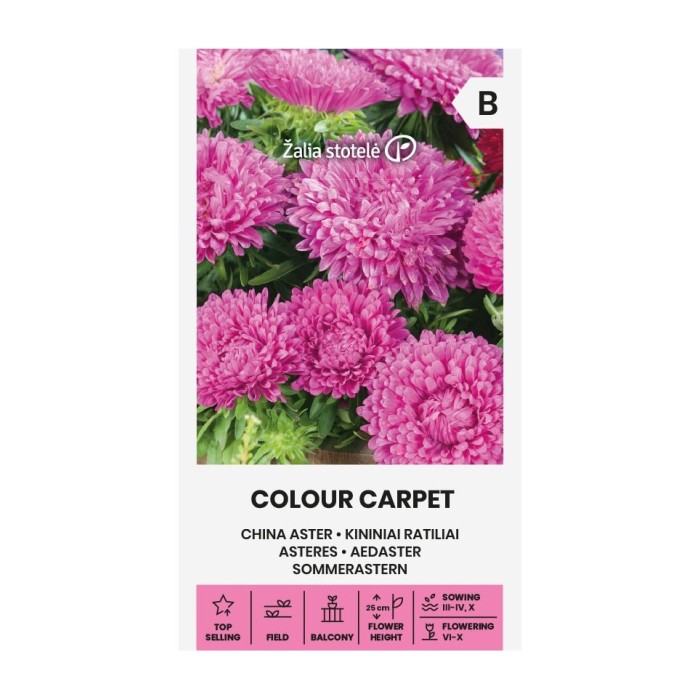 Астри Циклама Цветен килим Callistephus chinensis L Ness Colour Carpet