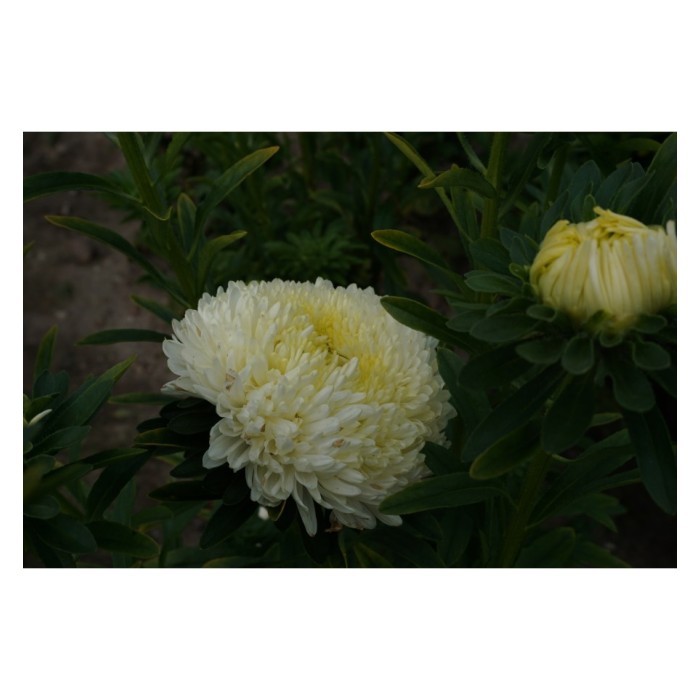 Астри Жълти Паеони Callistephus chinensis L Ness Paeony