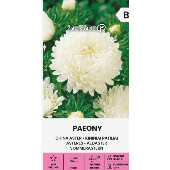 Астри Бели Паеони Callistephus chinensis (L.) Ness Paeony white