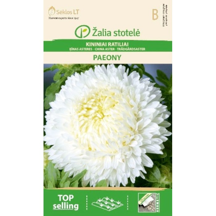 Астри Бели Паеони Callistephus chinensis (L.) Ness Paeony white