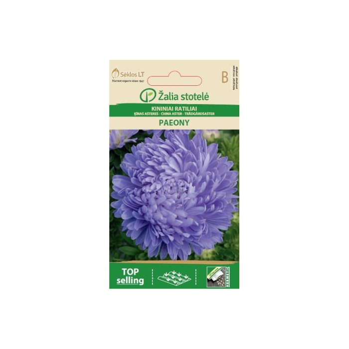 Астри Паеони Виолет Callistephus chinensis L Paeony
