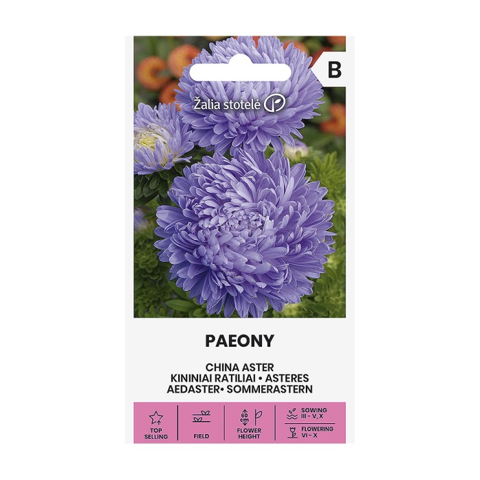 Астри Паеони Виолет Callistephus chinensis L Paeony