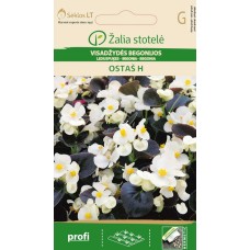 Бегония Вечноцъфтящата Остас F1 Begonia semperflorens hort.