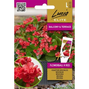 Бегония Червена Flowerball F1 Begonia semperflorens hort