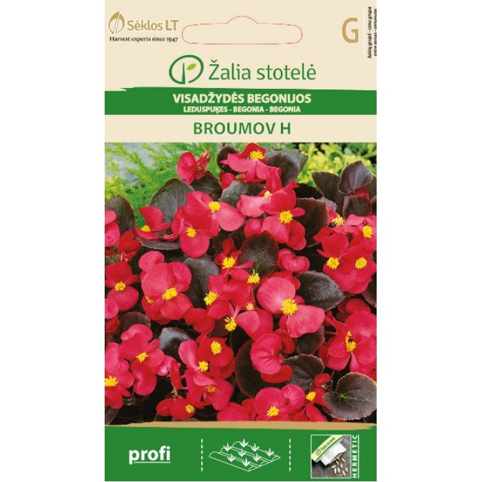 Бегония Брумов F1 Begonia semperflorens hort.