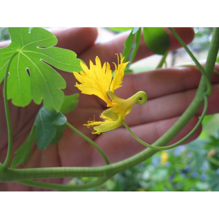 Настурция Канарче Tropaeolum peregrinum