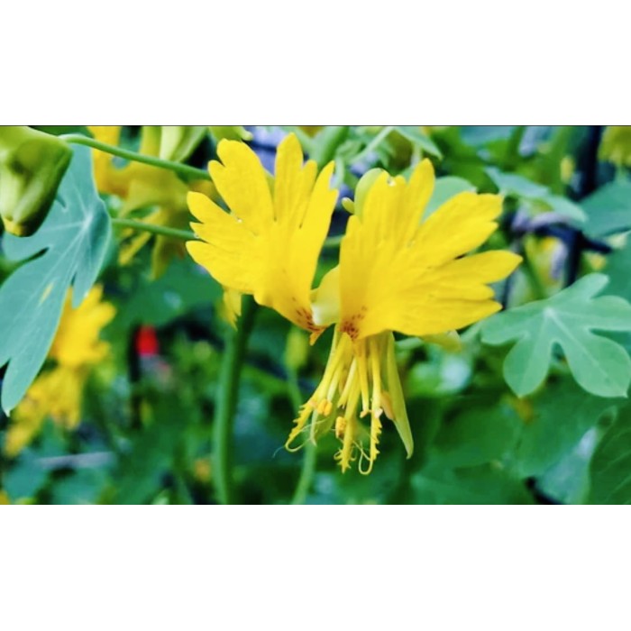 Настурция Канарче Tropaeolum peregrinum