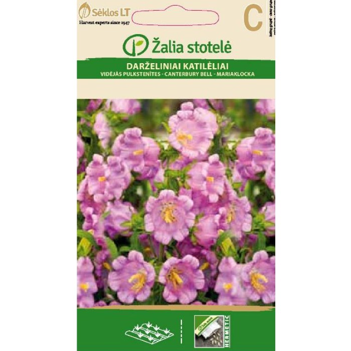 Кампанула Камбани Кентербъри Campanula medium