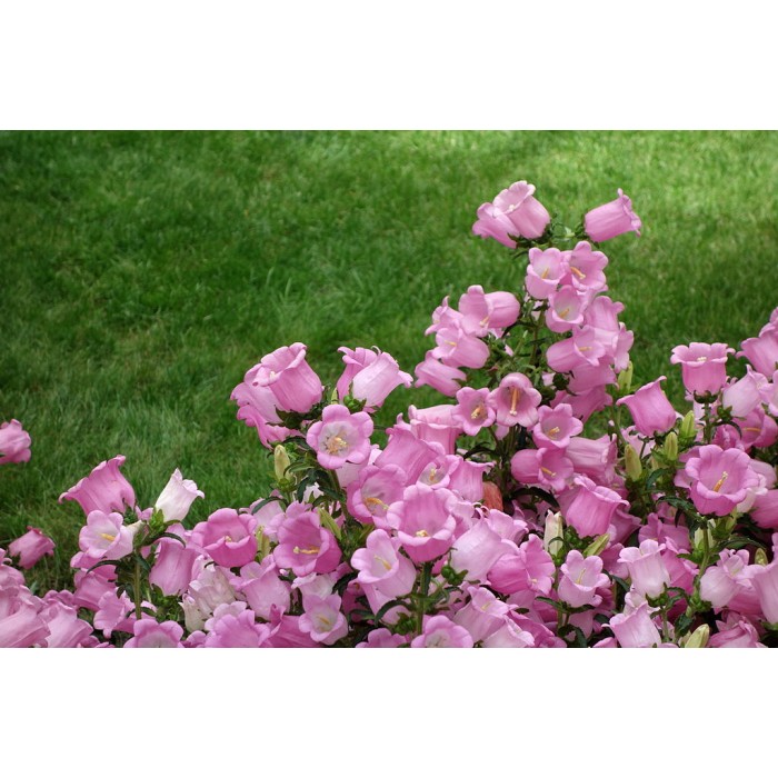 Кампанула Камбани Кентербъри Campanula medium