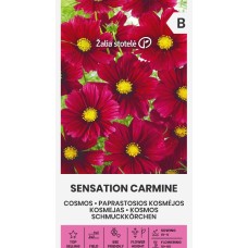 Космос Червен Cosmos Sensation Carmine