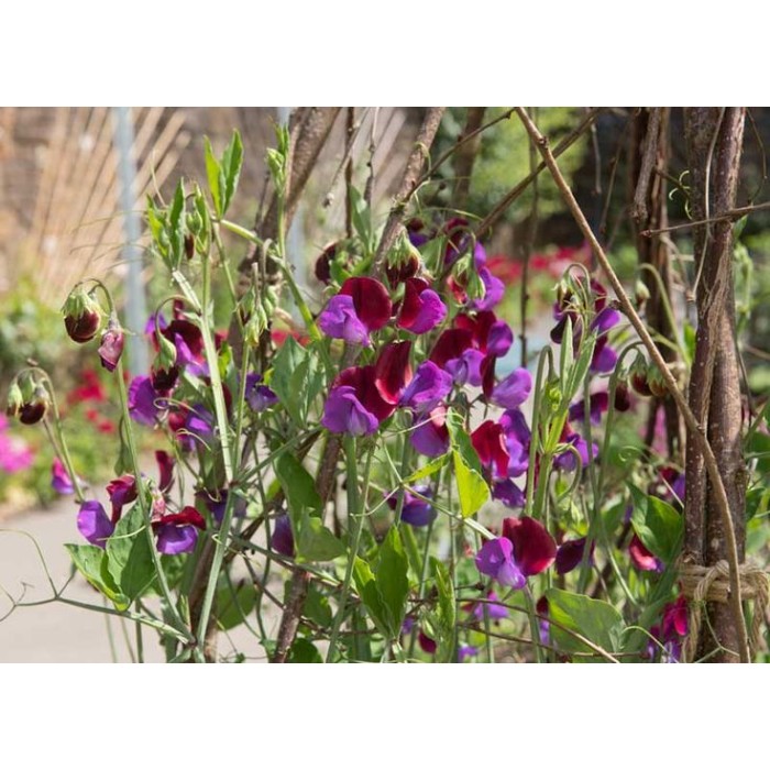 Латирус Микс Бижу Lathyrus Bijou