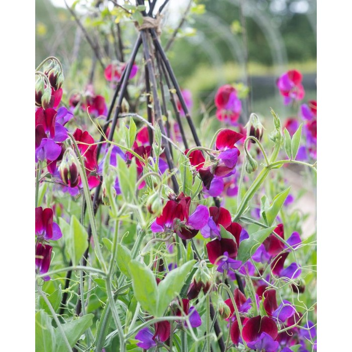 Латирус Микс Бижу Lathyrus Bijou
