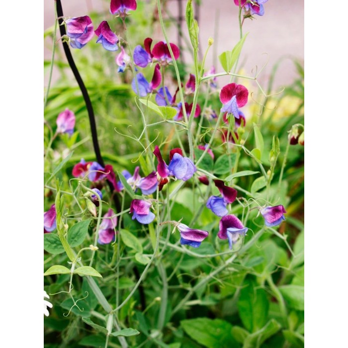 Латирус Микс Бижу Lathyrus Bijou