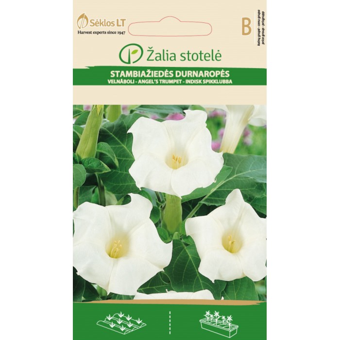 Датура Бяла Datura metel