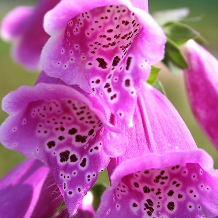 Напръсник Лилав Foxy Digitalis purpurea