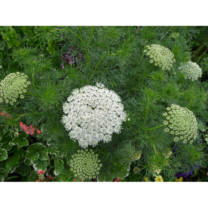 Епископска трева Bullwort Ammi visnaga
