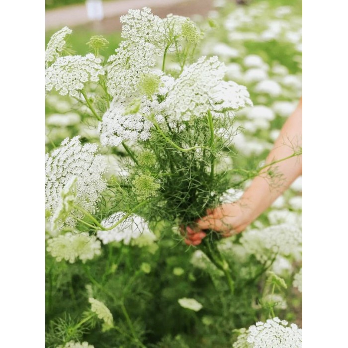 Епископска трева Bullwort Ammi visnaga