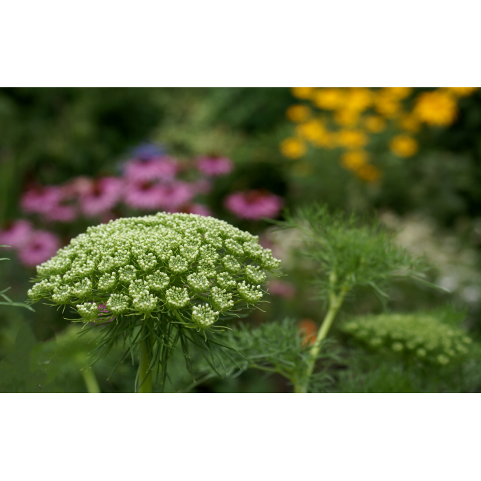 Епископска трева Bullwort Ammi visnaga
