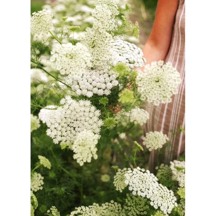 Епископска трева Bullwort Ammi visnaga