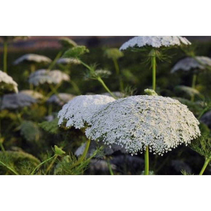 Епископска трева Bullwort Ammi visnaga