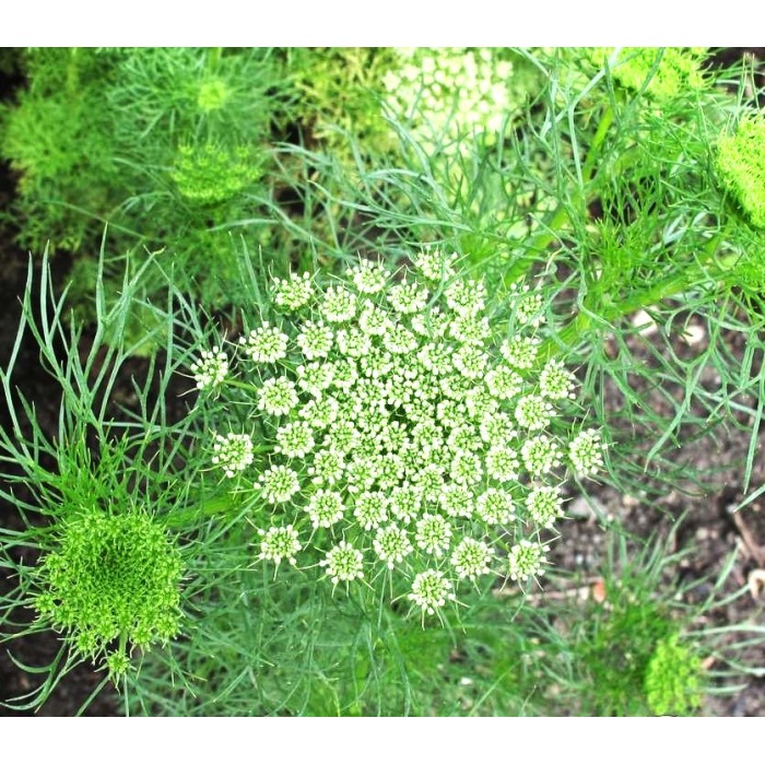 Епископска трева Bullwort Ammi visnaga