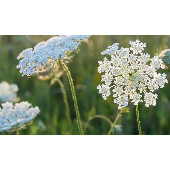 Епископска трева Bullwort Ammi visnaga