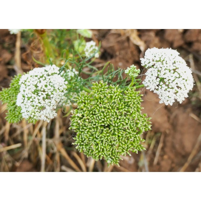Епископска трева Bullwort Ammi visnaga