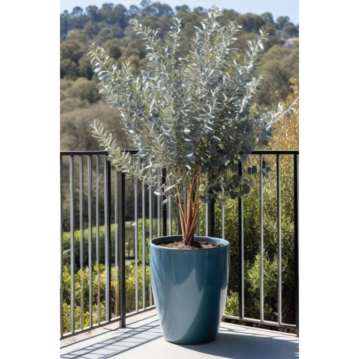 Евкалипт Сребрист Eucalyptus cinerea