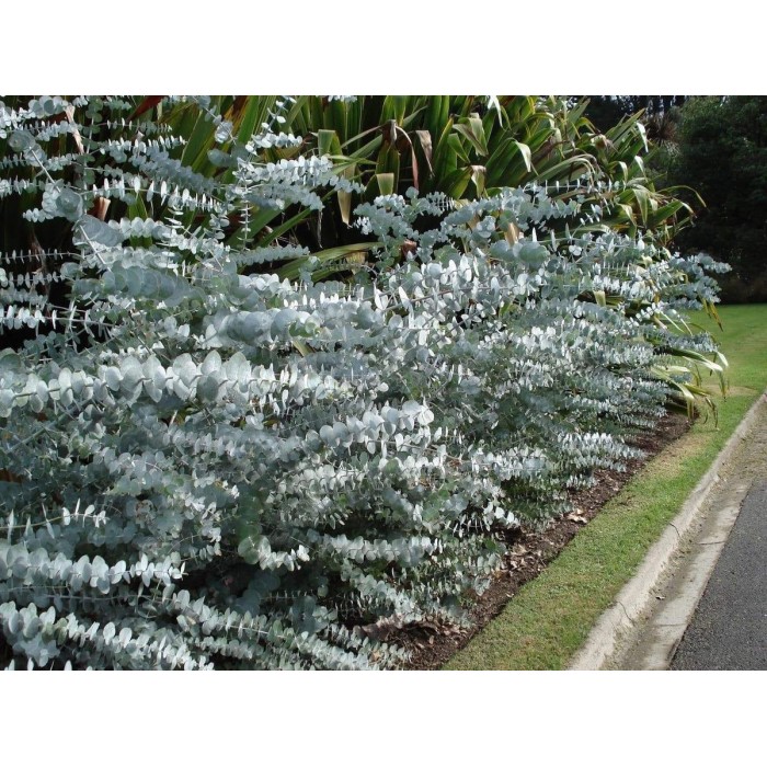 Евкалипт Сребрист Eucalyptus cinerea
