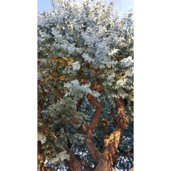 Евкалипт Сребрист Eucalyptus cinerea