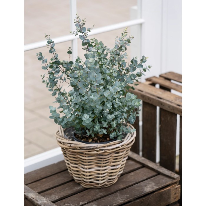 Евкалипт Сребрист Eucalyptus cinerea