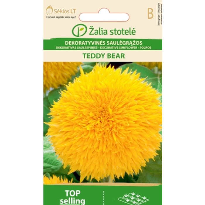 Хелиантус Теди Беър Helianthus annuus Teddy bear