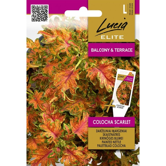 Колеус Colocha Scarlet