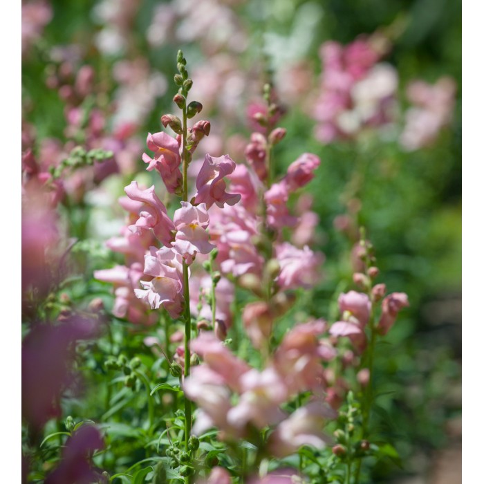 Кученце Ябълков цвят Appleblossom