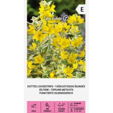 Лизимахия Жълта Точкова Lysimachia punctata