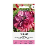Мак Пандора Papaver rhoeas